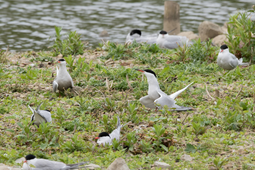 Common tern Wader Lake WWT (25).jpg